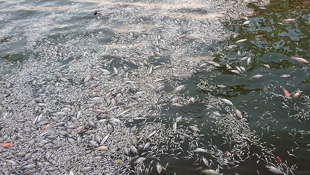 Nguyên nhân ban đầu hiện tượng cá chết tại hồ Tây