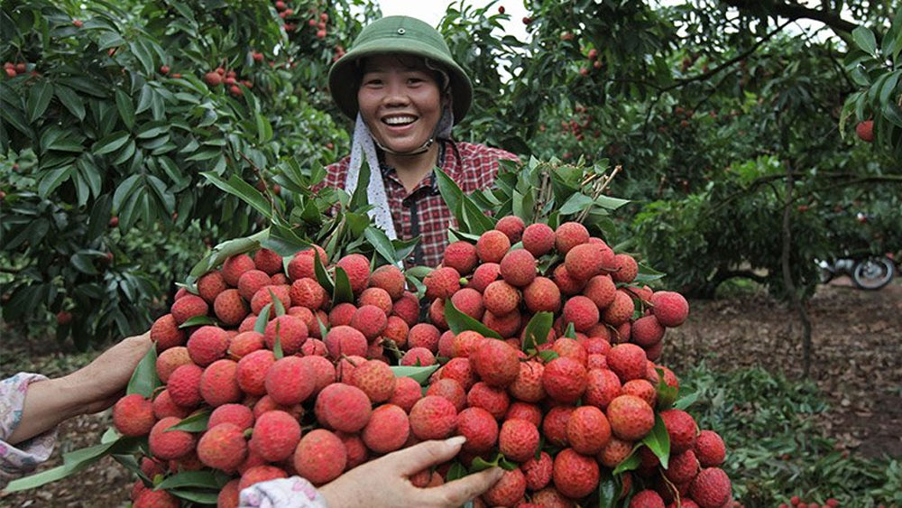 Nông dân Bắc Giang thu 5.800 tỷ đồng từ vải thiều
