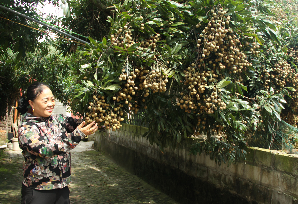 Nhộn nhịp mùa nhãn Đan Hội