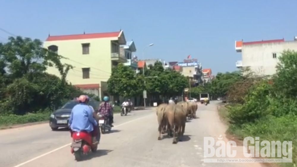 Trâu nghênh ngang trên đường