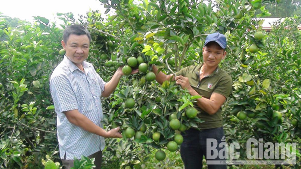 Yên Thế: Giá trị sản xuất từ cây ăn quả đạt hơn 170 tỷ đồng