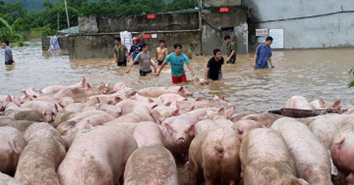 Đàn lợn hơn ngàn con vật lộn trong nước lũ