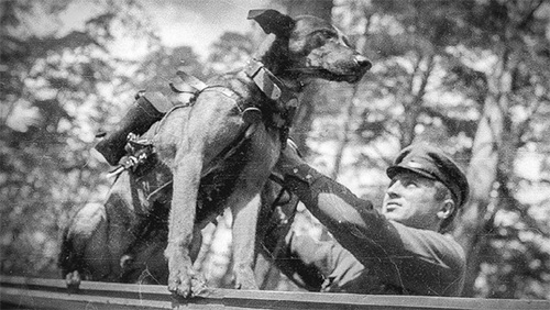 Vì sao Hồng quân Liên Xô phải dùng chó cảm tử để tấn công xe tăng Đức?