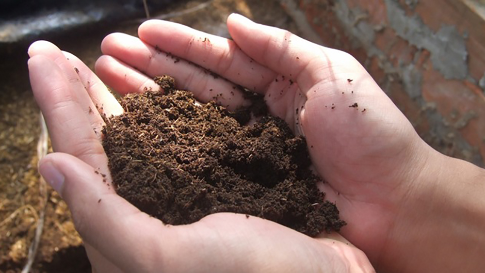 Xử lý chất thải chăn nuôi bằng ủ nhiệt sinh học compost