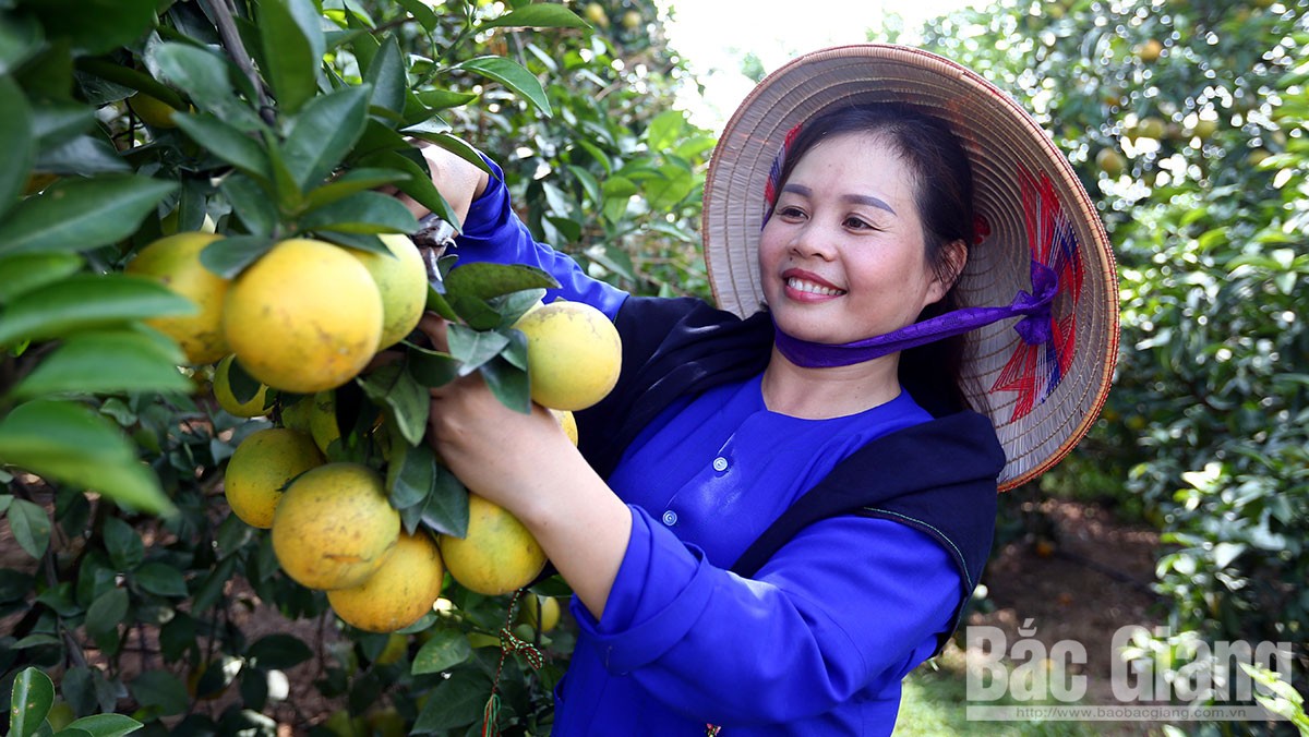 Mùa cam Vinh trên đất Lục Ngạn