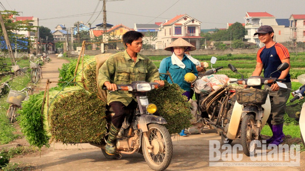 Mỗi ngày xã Hoàng Lương tiêu thụ 140 tấn rau cần