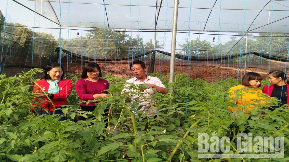 Nghiệm thu mô hình trồng cà chua Iarel tại xã Tân Mỹ