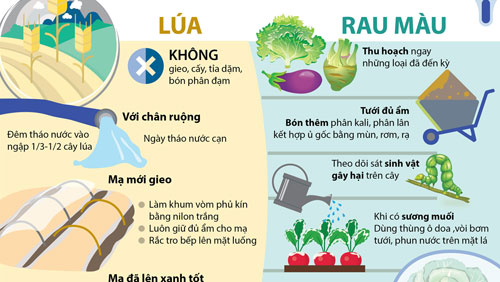 Các biện pháp phòng chống rét cho lúa và rau màu