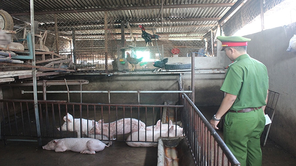 Tiêu hủy hơn hai tấn lợn bệnh lở mồm long móng ở Đồng Nai