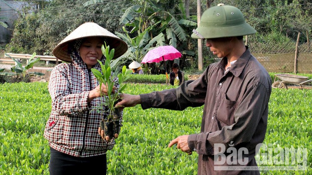 Sơn Động: Phấn đấu trồng 3 nghìn ha rừng tập trung