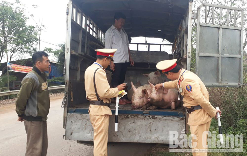 Bắc Giang khẩn trương phòng bệnh dịch tả lợn châu Phi