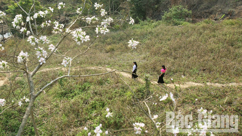 Mùa hoa ban Tây Bắc