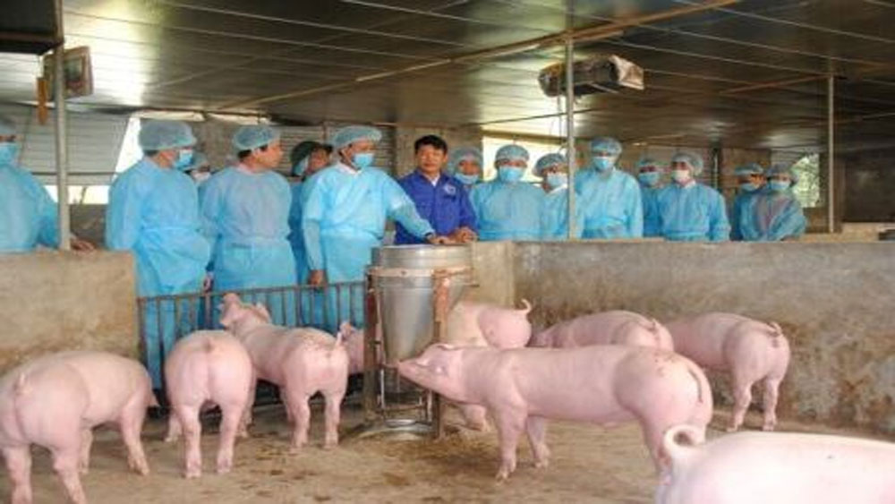 Thành lập Ban chỉ đạo quốc gia phòng, chống dịch bệnh dịch tả lợn châu Phi