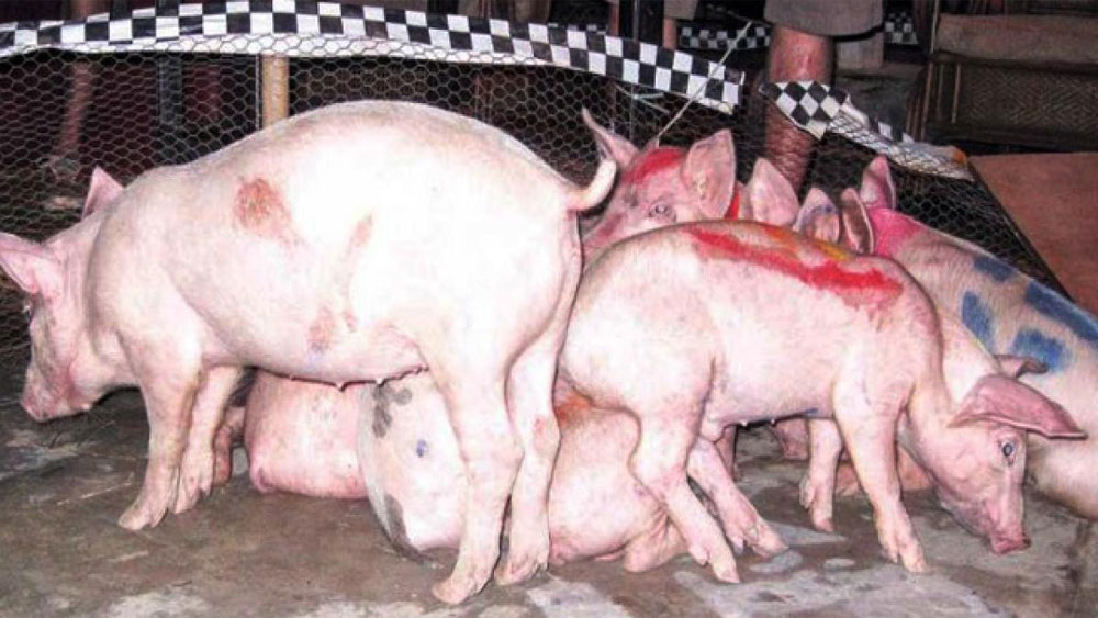 Bùng phát dịch tả lợn châu Phi tại Đông Bắc Campuchia