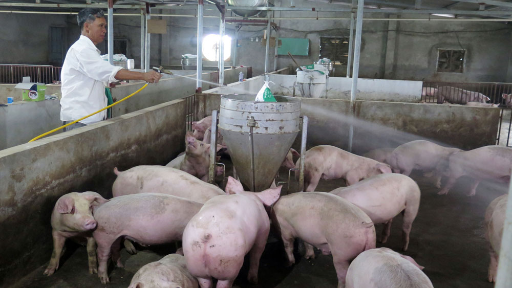 Ninh Bình: Huyện Hoa Lư công bố hết dịch tả lợn châu Phi