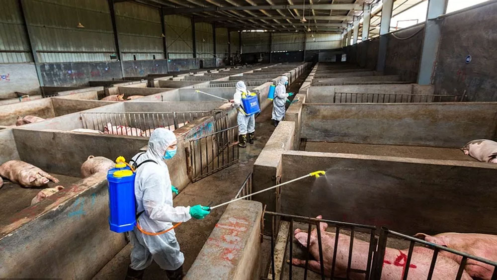 Trung Quốc tuyên bố kiểm soát hiệu quả dịch tả lợn châu Phi
