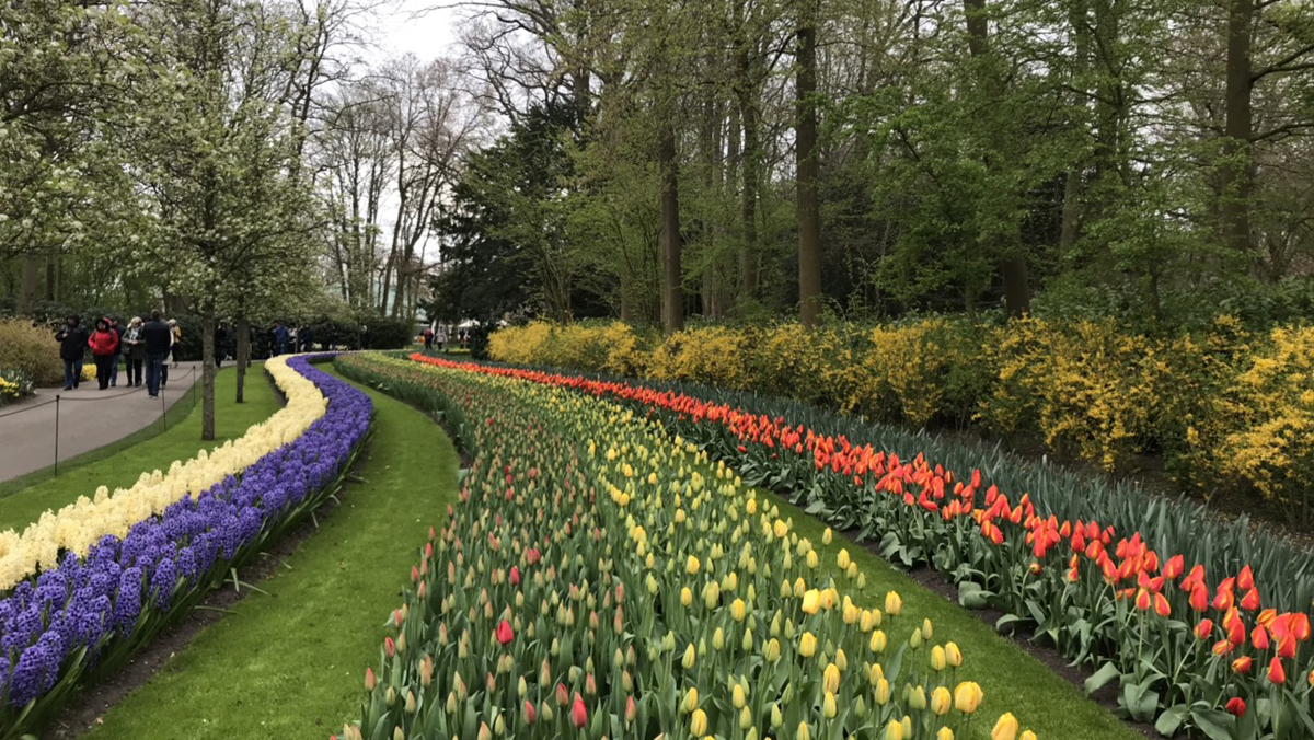 Khám phá thiên đường hoa Tulip tại Hà Lan