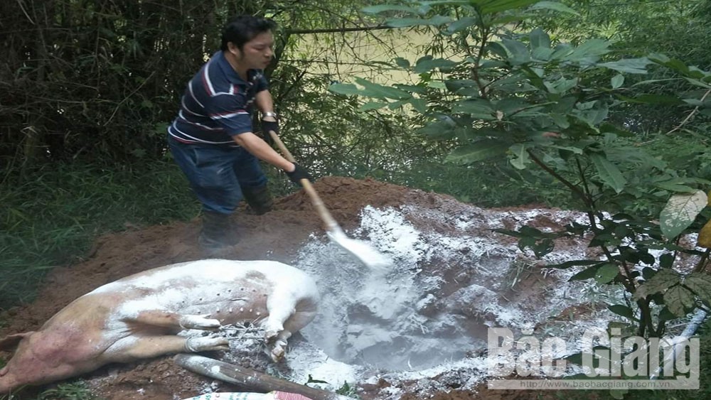 Một người dân Bắc Giang tình nguyện dọn xác lợn ở đèo Chinh, bảo vệ môi trường