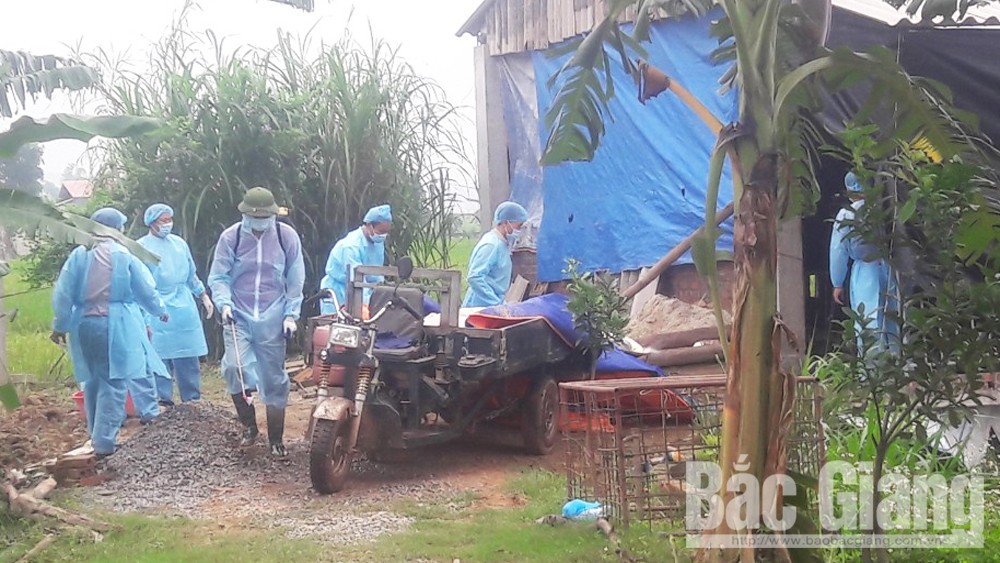 Việt Yên: Huy động lực lượng công an xã, dân quân tiêu hủy lợn chết
