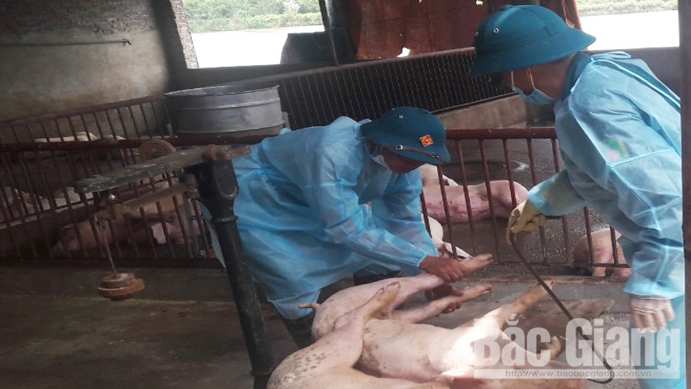 Nhiều địa phương đã thu dọn sạch xác lợn ở kênh mương, nơi công cộng