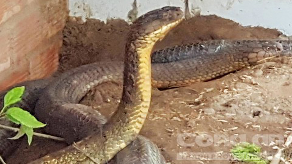 Chuyện ly kỳ về loài rắn khổng lồ ở núi Cấm
