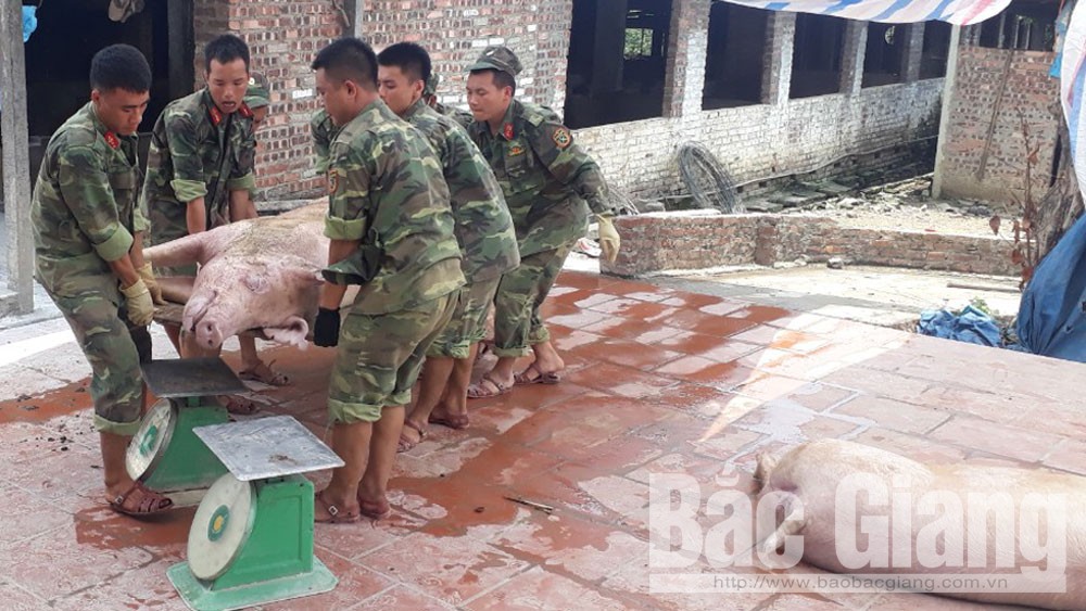 Lạng Giang: Tiêu hủy 331 con lợn mắc bệnh dịch tả lợn châu Phi tại một trang trại