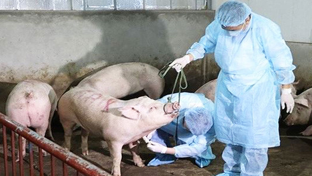 Thủ tướng yêu cầu 'chống dịch tả lợn châu Phi như chống giặc'