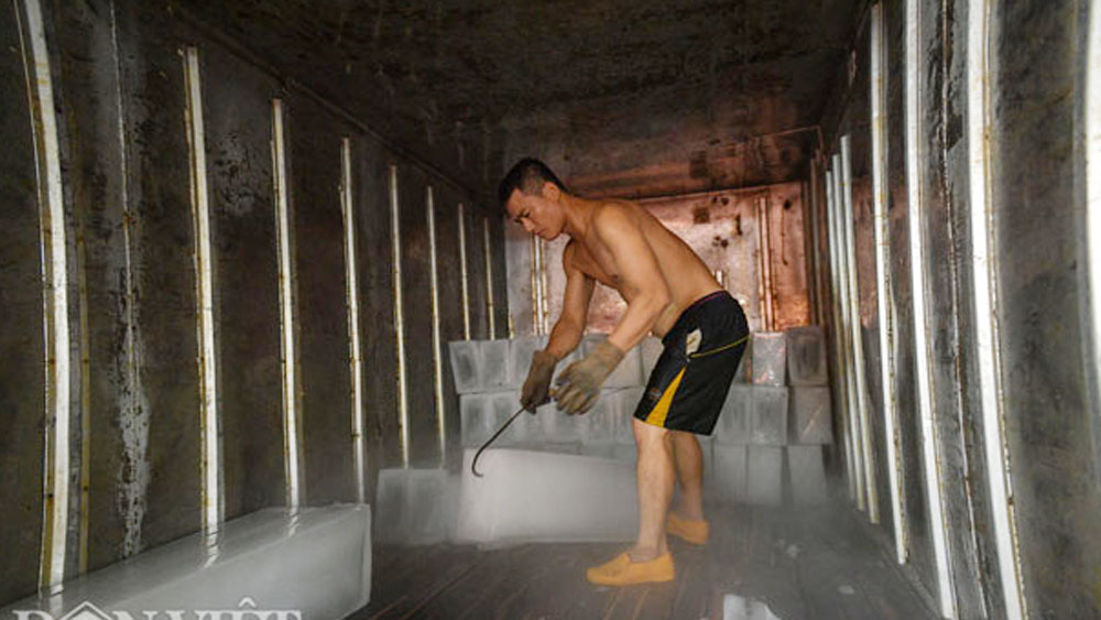 Khám phá đại công xưởng "vàng lạnh" trong mùa vải thiều ở Lục Ngạn