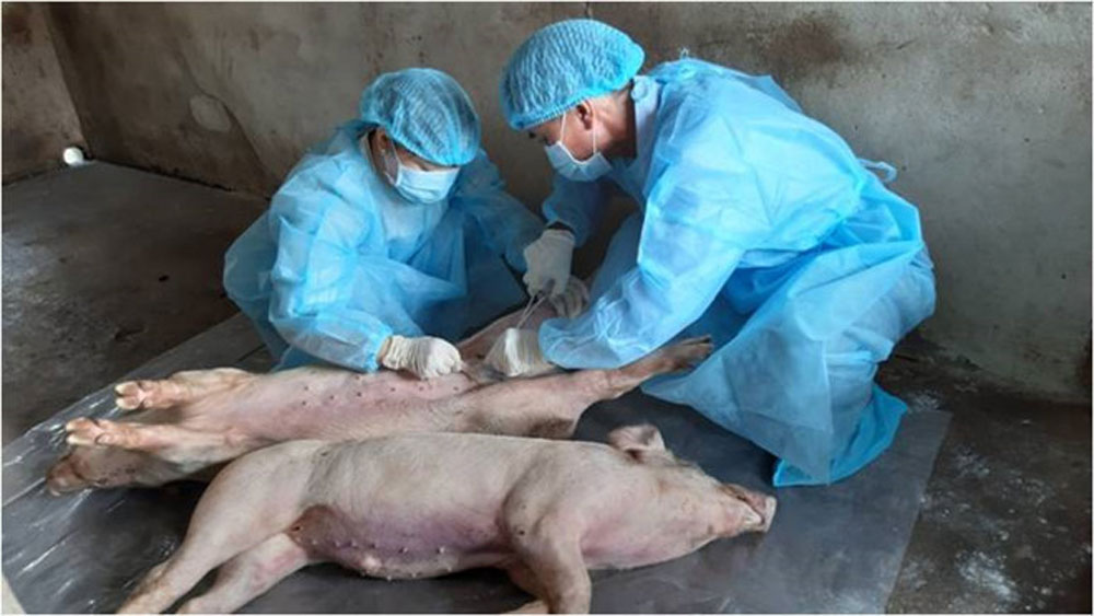 Sắp sản xuất được vắc xin dịch tả lợn châu Phi