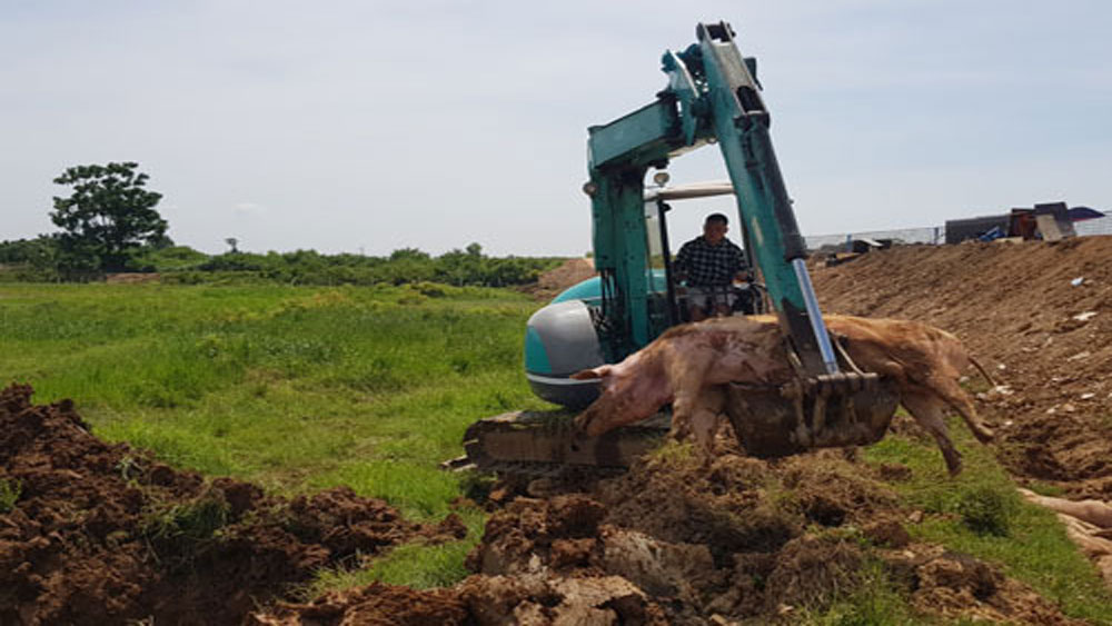 Cả nước chỉ còn Ninh Thuận chưa phát hiện dịch tả lợn châu Phi