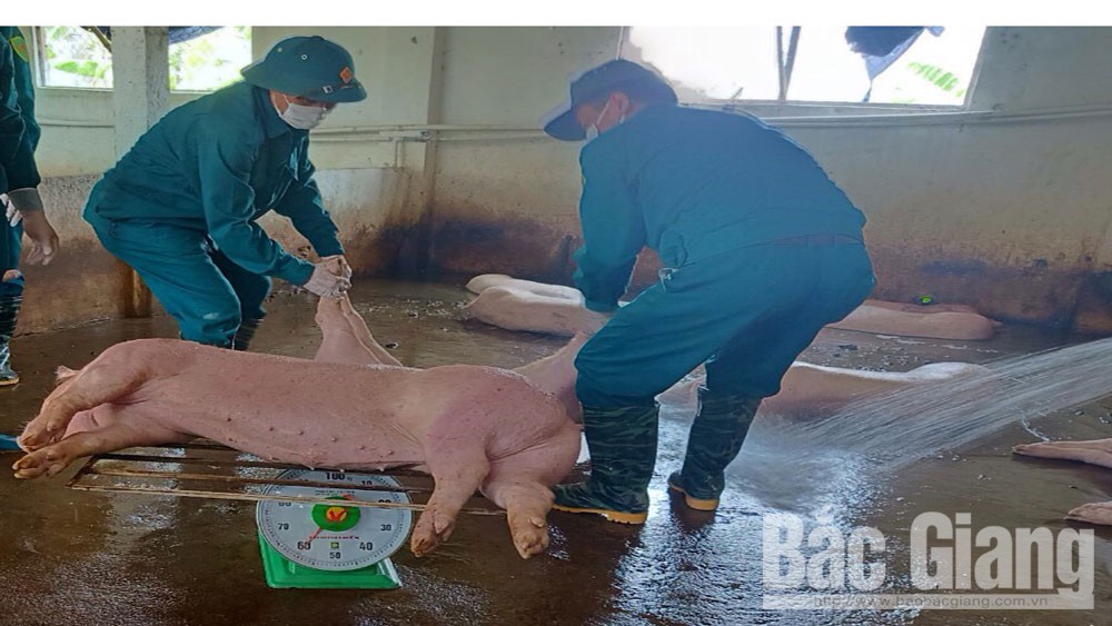 Hỗ trợ từ 100-400 nghìn đồng/người/ngày cho người tham gia tiêu hủy lợn chết do dịch tả lợn châu Phi