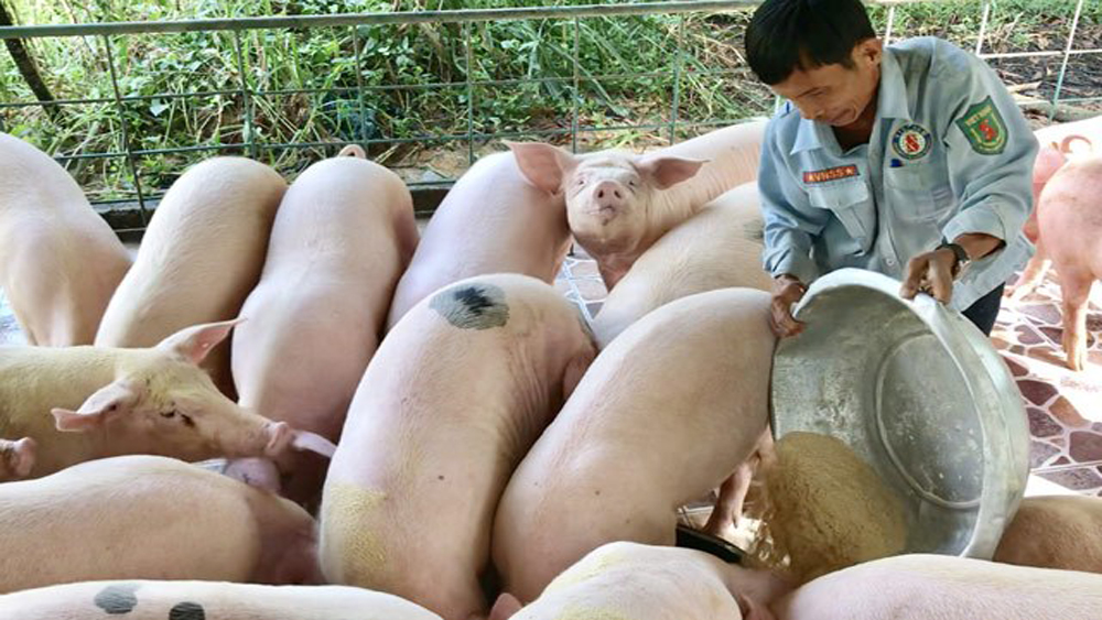 Lục Nam kiểm soát chặt chẽ việc tái đàn trong chăn nuôi lợn