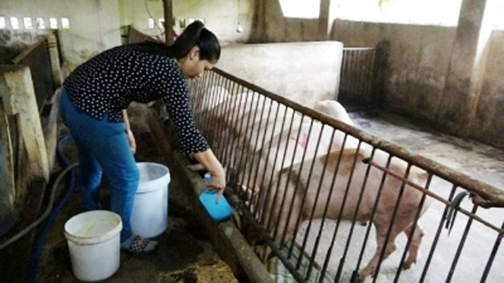 Thông tin về đàn lợn tự hết nhiễm dịch tả lợn châu Phi
