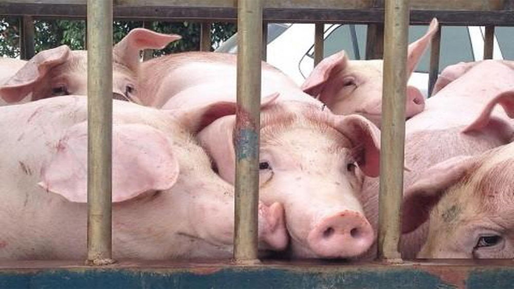 Hàn Quốc nỗ lực ngăn chặn dịch tả lợn châu Phi lây lan