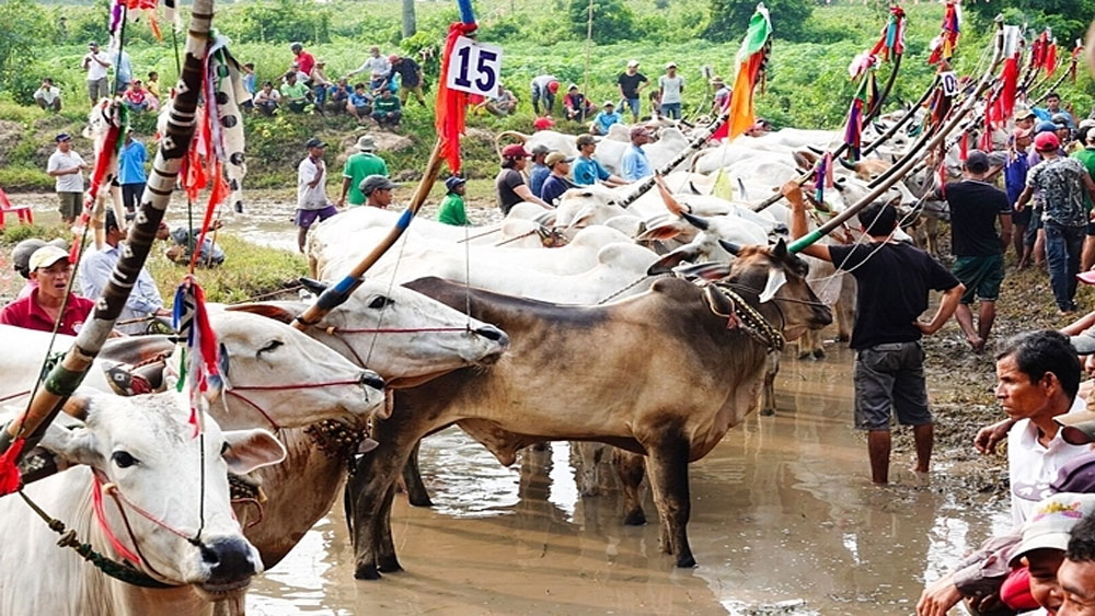 Running with the oxen, a Khmer tradition