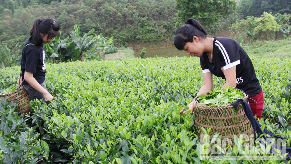 Yên Thế triển khai chương trình OCOP: Đa dạng sản phẩm, nâng cao giá trị