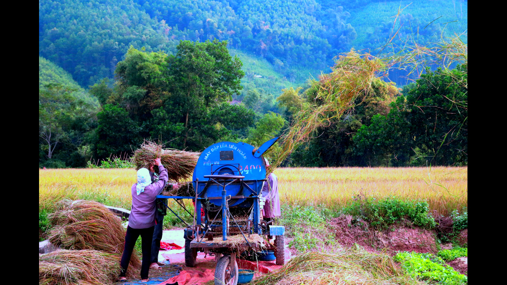 Ngày mùa