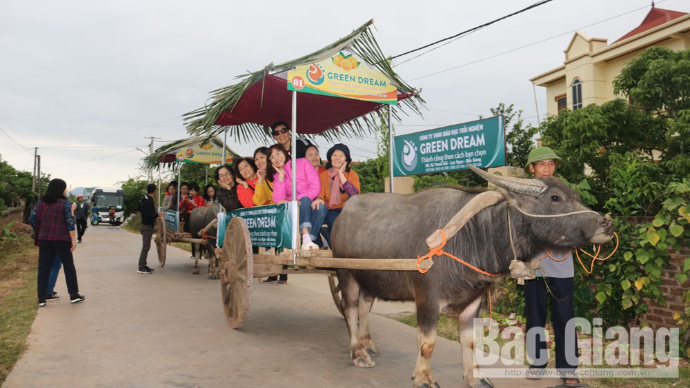 Doanh nghiệp lữ hành đưa hơn 100 khách về tham quan, trải nghiệm tại vườn quả Lục Ngạn