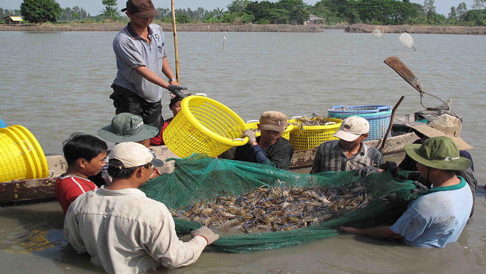 Nuôi thủy sản VietGAP cho thu nhập hơn 150 triệu đồng/ha