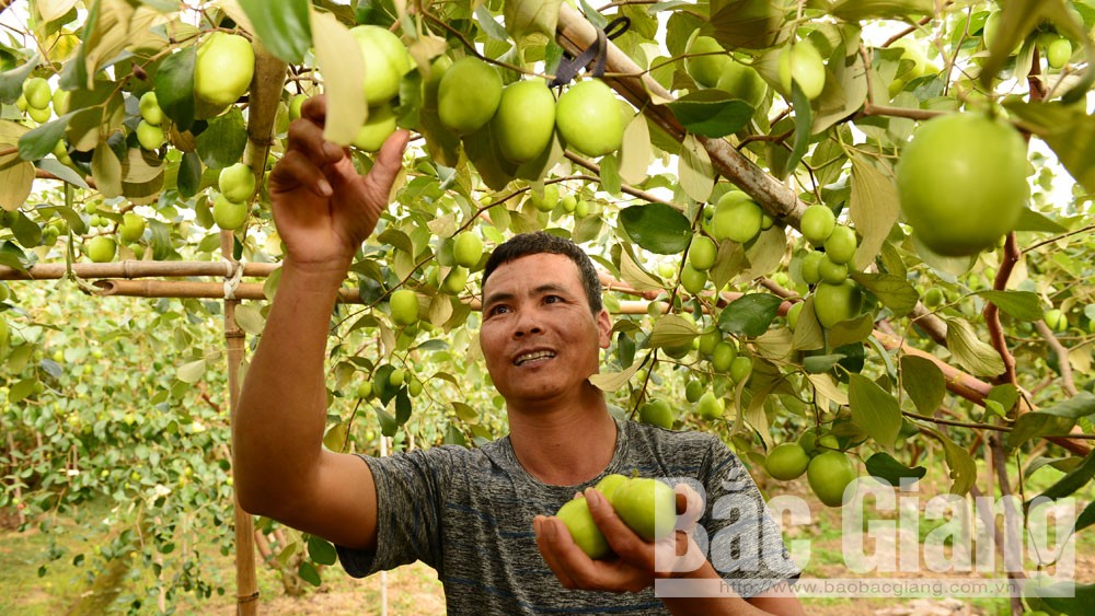 Nông dân Lục Ngạn vui mùa táo chín