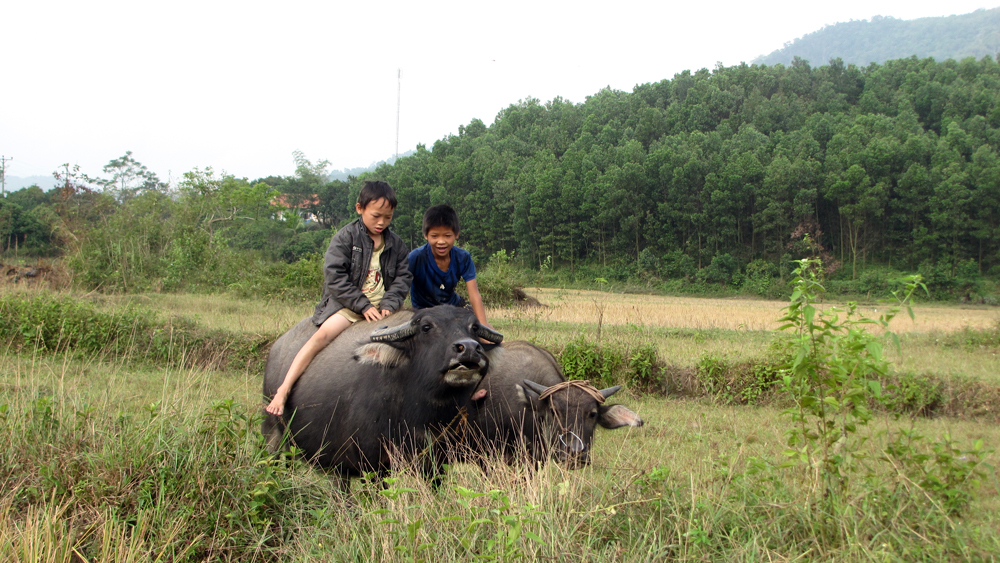 Bình yên bản Mậu