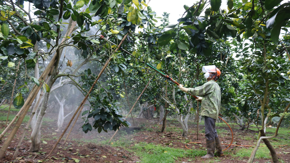 Chăm sóc bưởi ngọt thời kỳ ra hoa