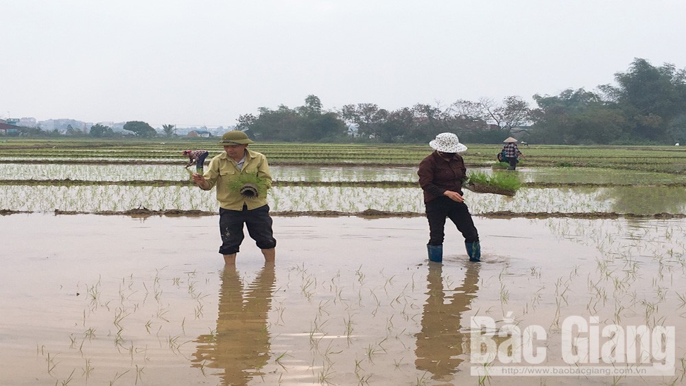 Lạng Giang: Hỗ trợ 650 triệu đồng giá giống lúa sản xuất vụ chiêm xuân