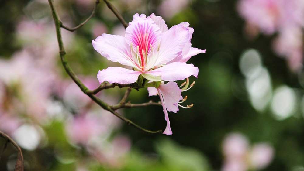 Ngắm sắc hoa ban Tây Bắc tinh khôi, đẹp nao lòng ở Hà Nội