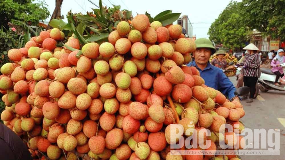 Bắc Giang: Giá vải sớm tăng cao, 35 nghìn đồng/kg