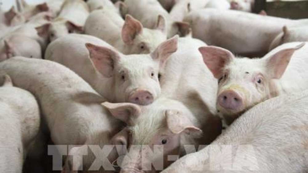 Sẽ nhập khẩu lợn sống để hạ giá lợn hơi trong nước