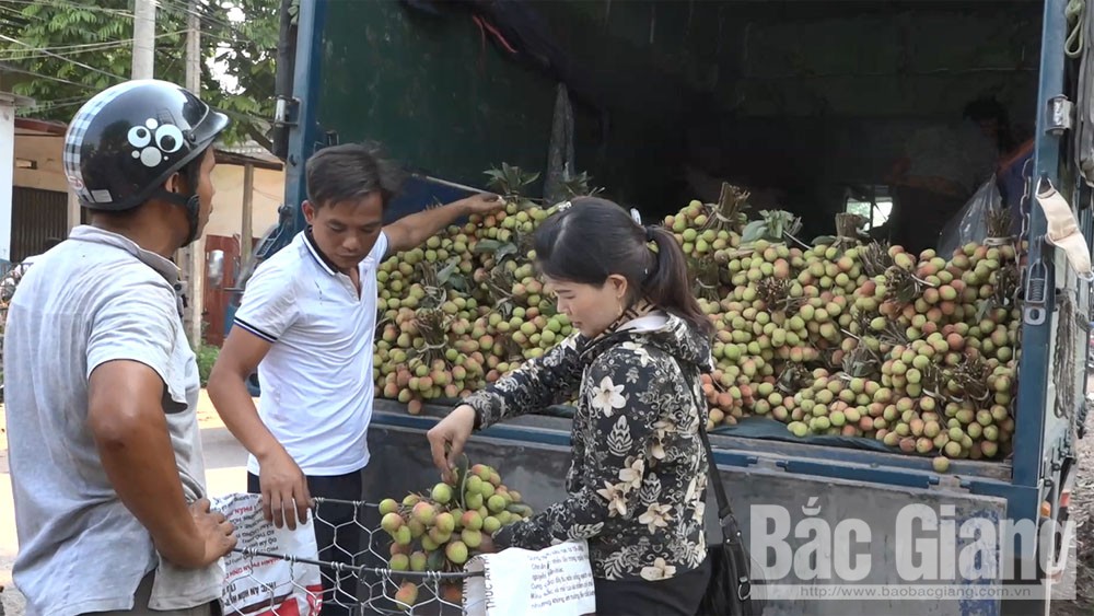 Hơn 300 thương nhân Trung Quốc đã được cấp visa nhập cảnh vào thu mua vải thiều Bắc Giang