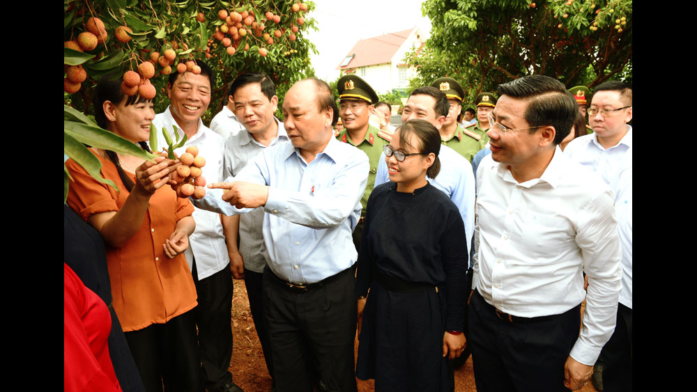 Vui cùng mùa vải chín