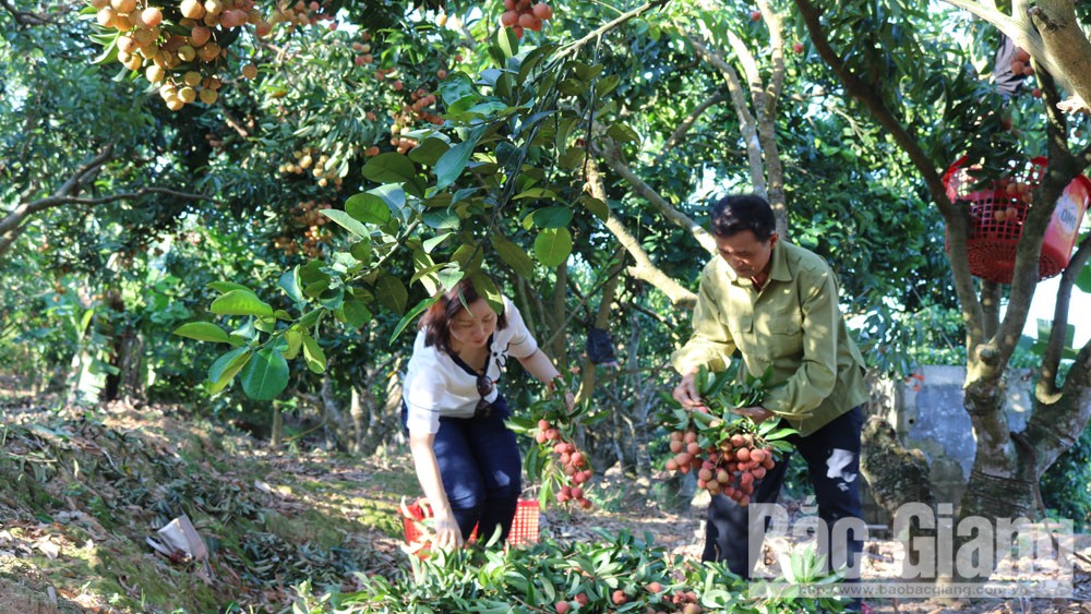 Bắc Giang: Vải thiều đang tiêu thụ thuận lợi, thu hoạch khoảng 70 nghìn tấn