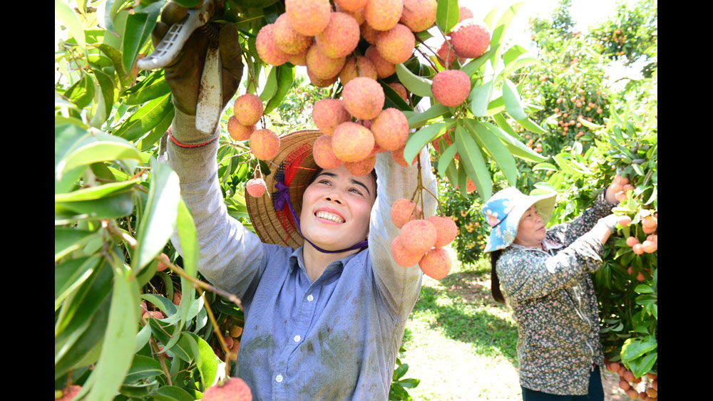 Thu hoạch vải thiều